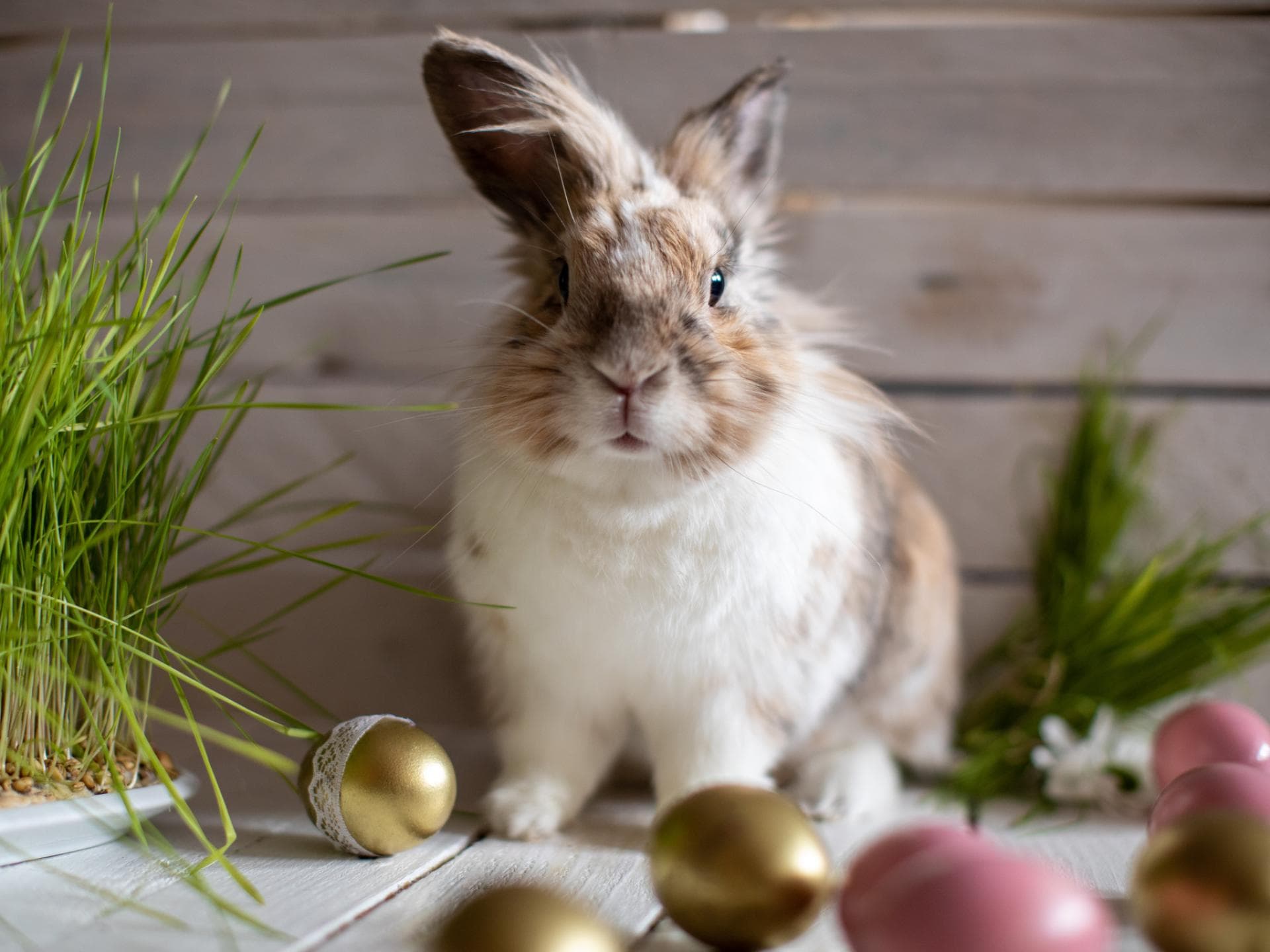Osterhase
