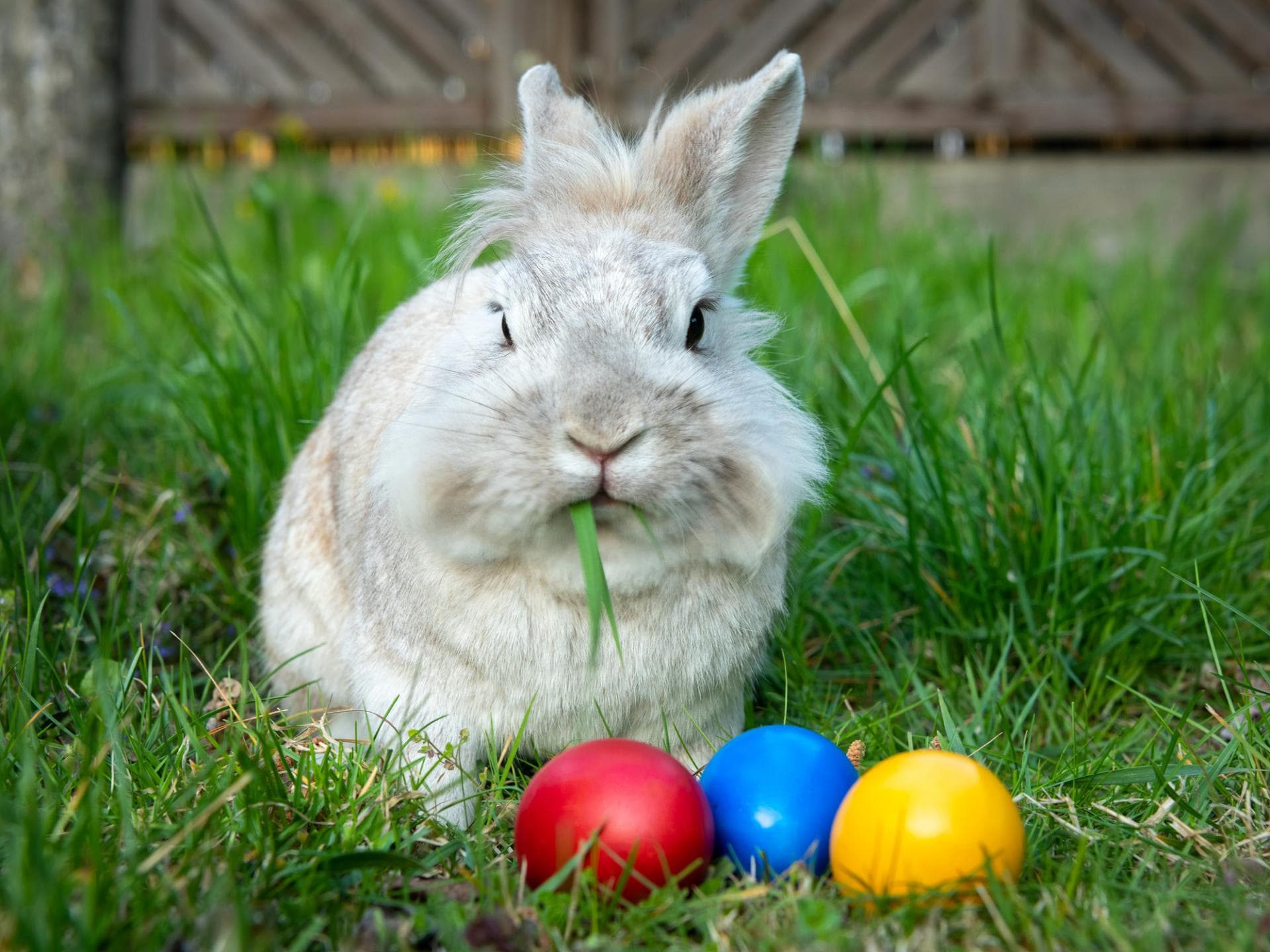 Osterhase mit Ostereiern