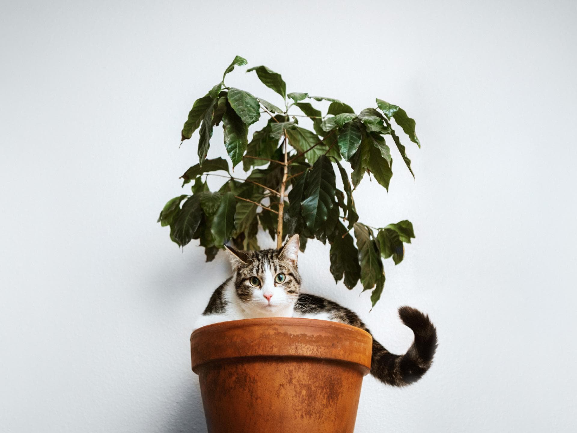 Katze im Blumentopf
