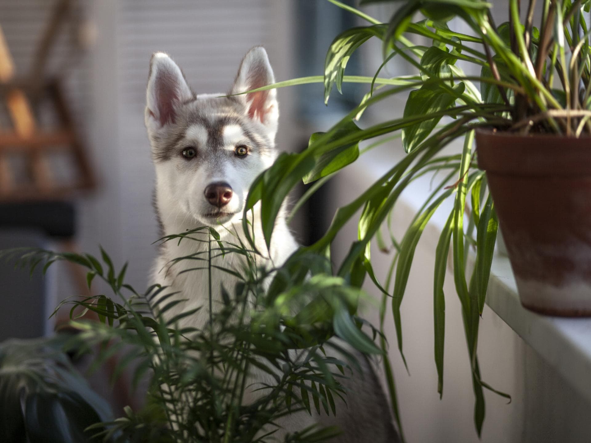 Hund mit Pflanze