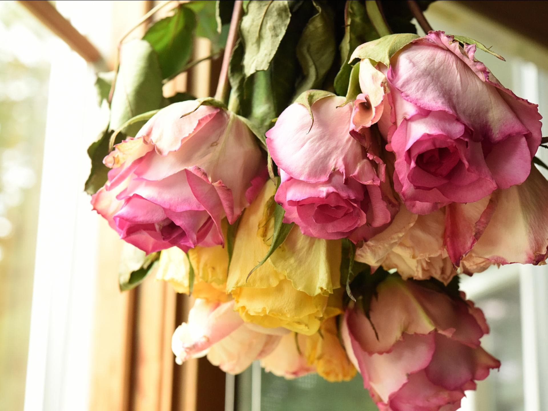 Rosen trocknen an der Luft