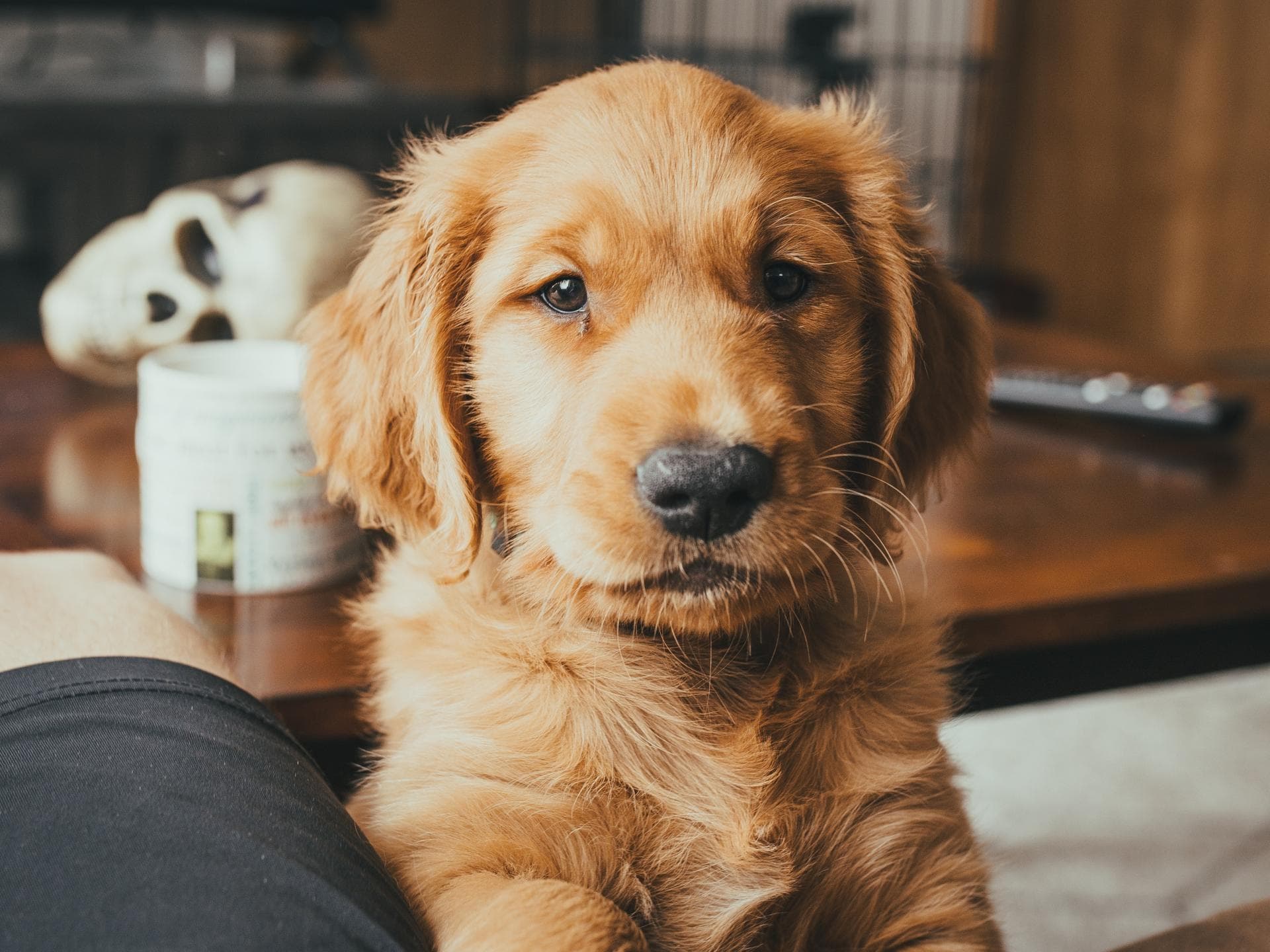 Golden Retriever Welpe