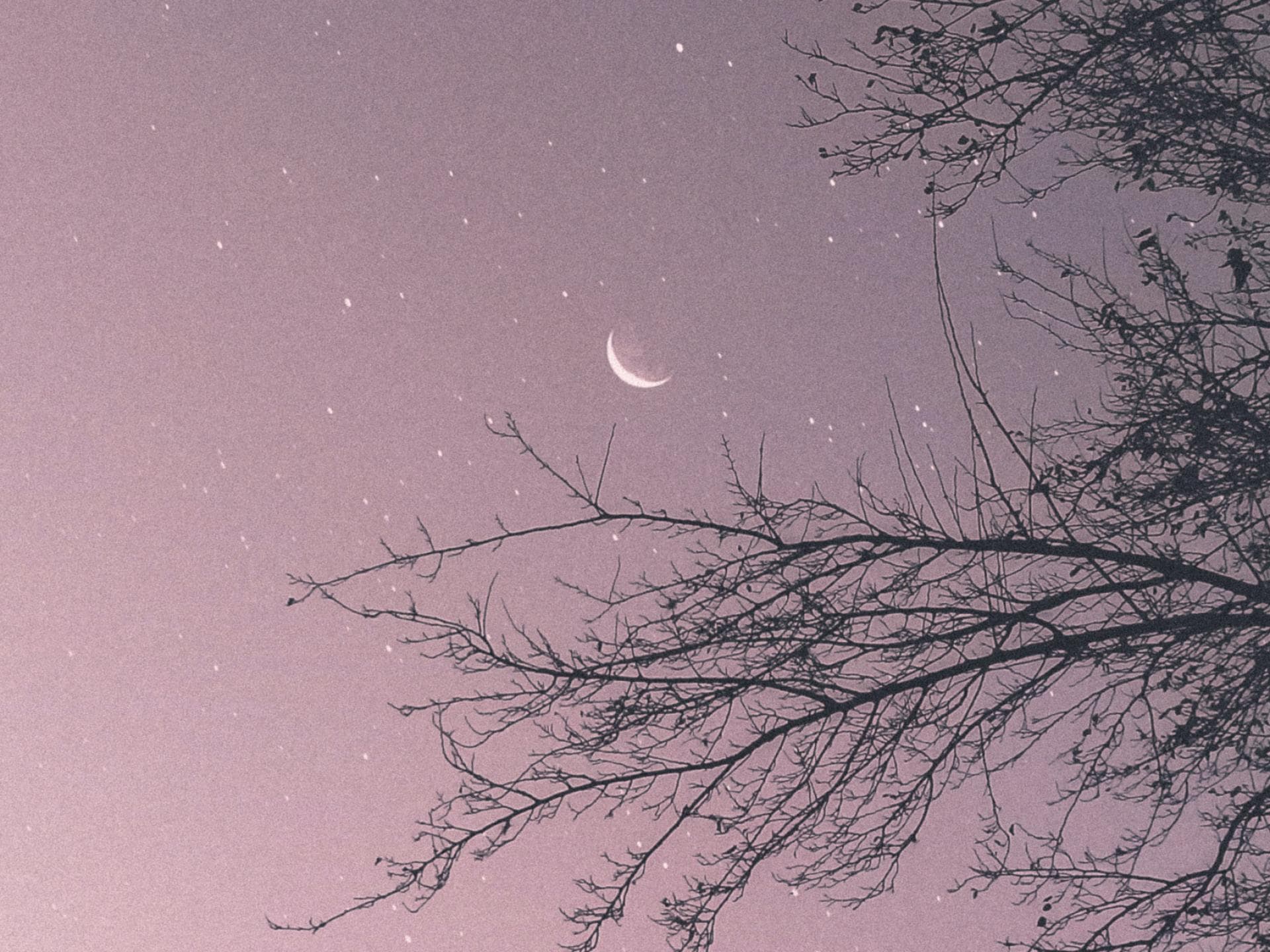Glücks-Sternzeichen der Woche Mond am Himmel zwischen Bäumen