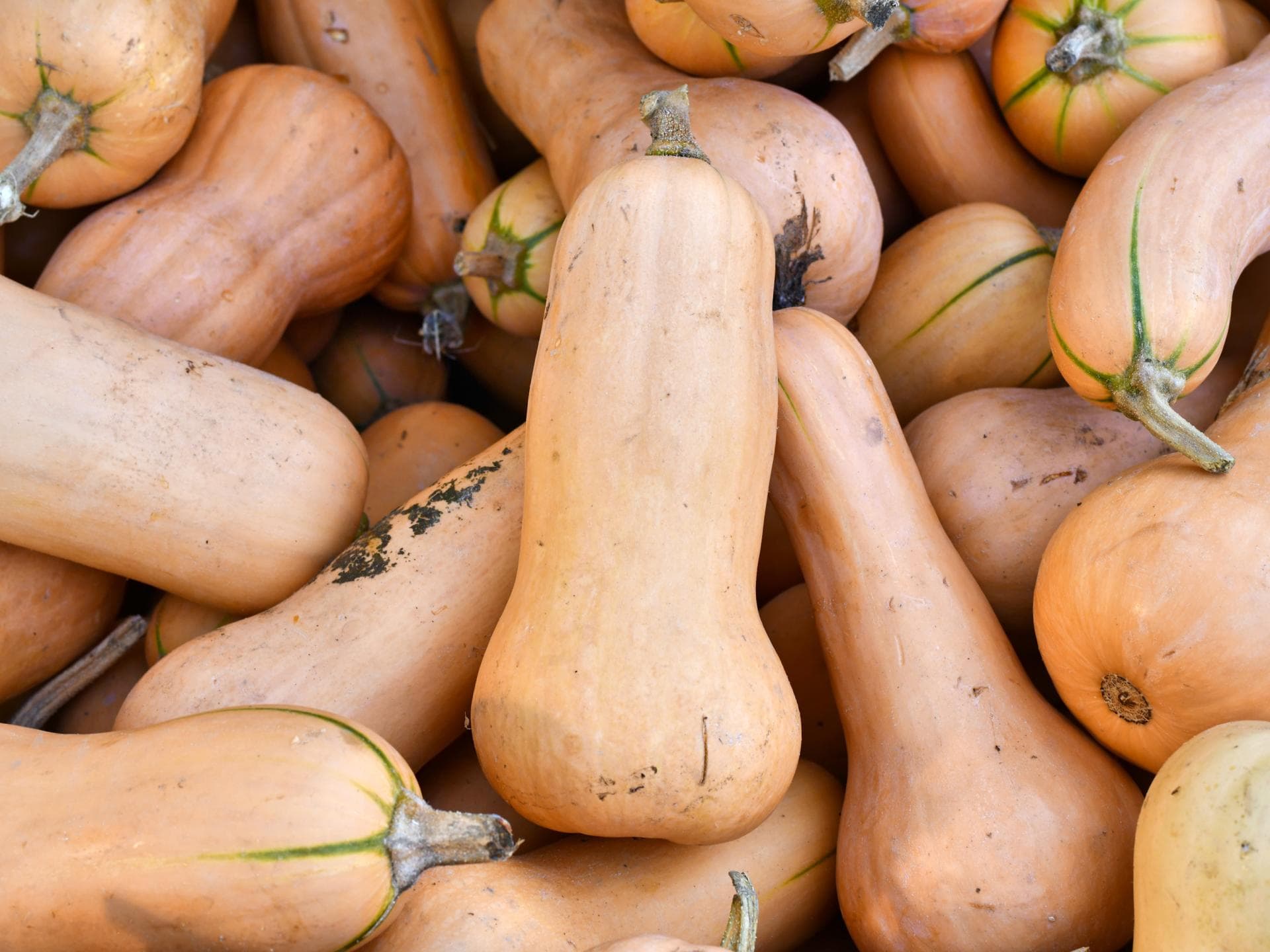 Butternut-Kürbisse