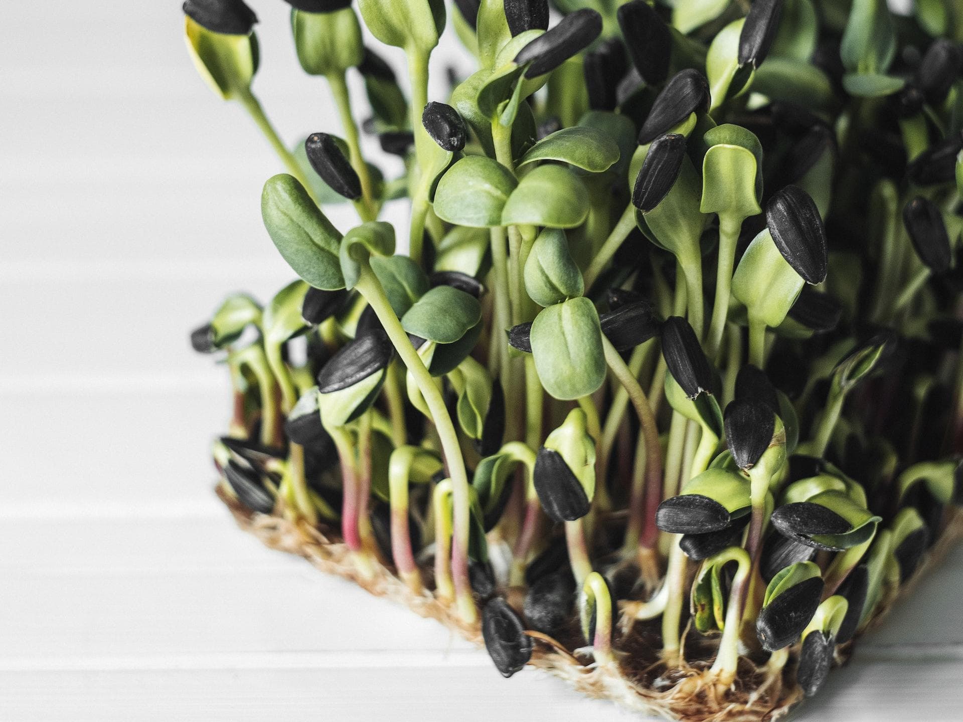 Microgreens