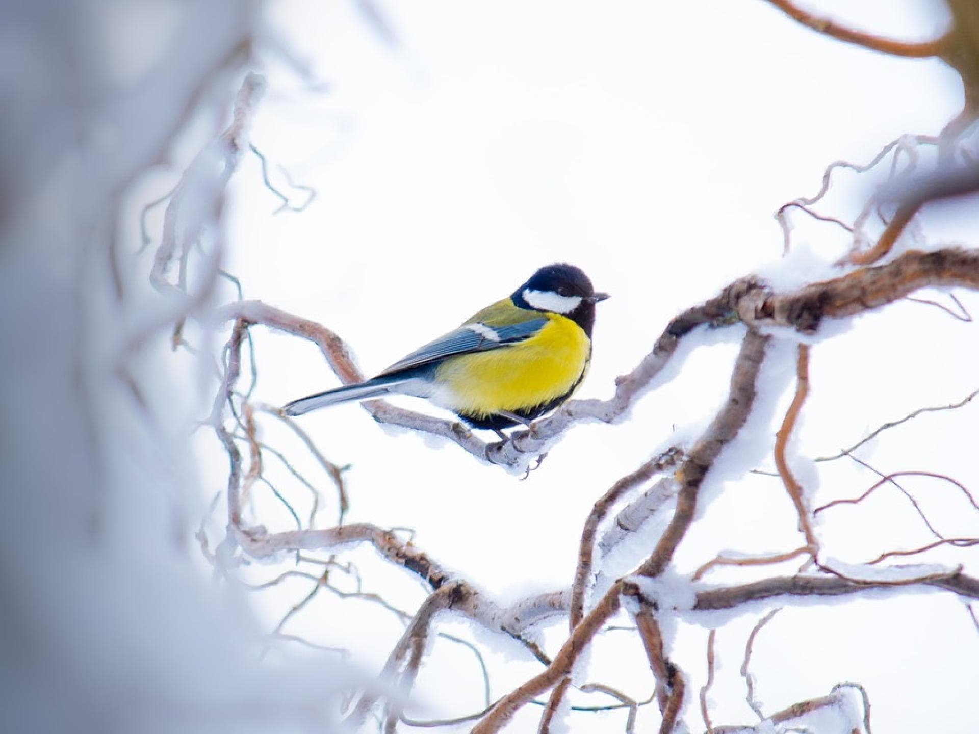Vogel sitzt auf verschneitem Ast Vogel sitzt auf verschneitem Ast