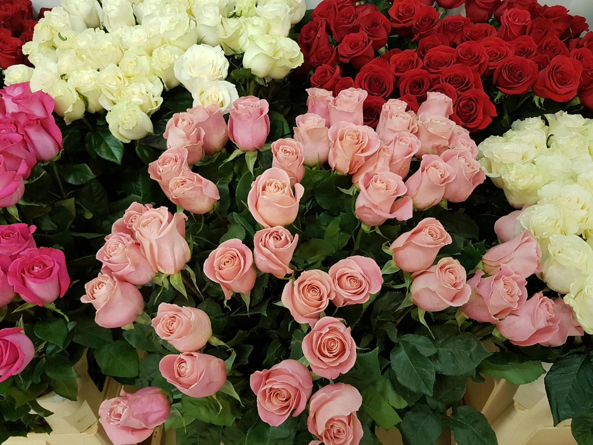 Bunte Rosen