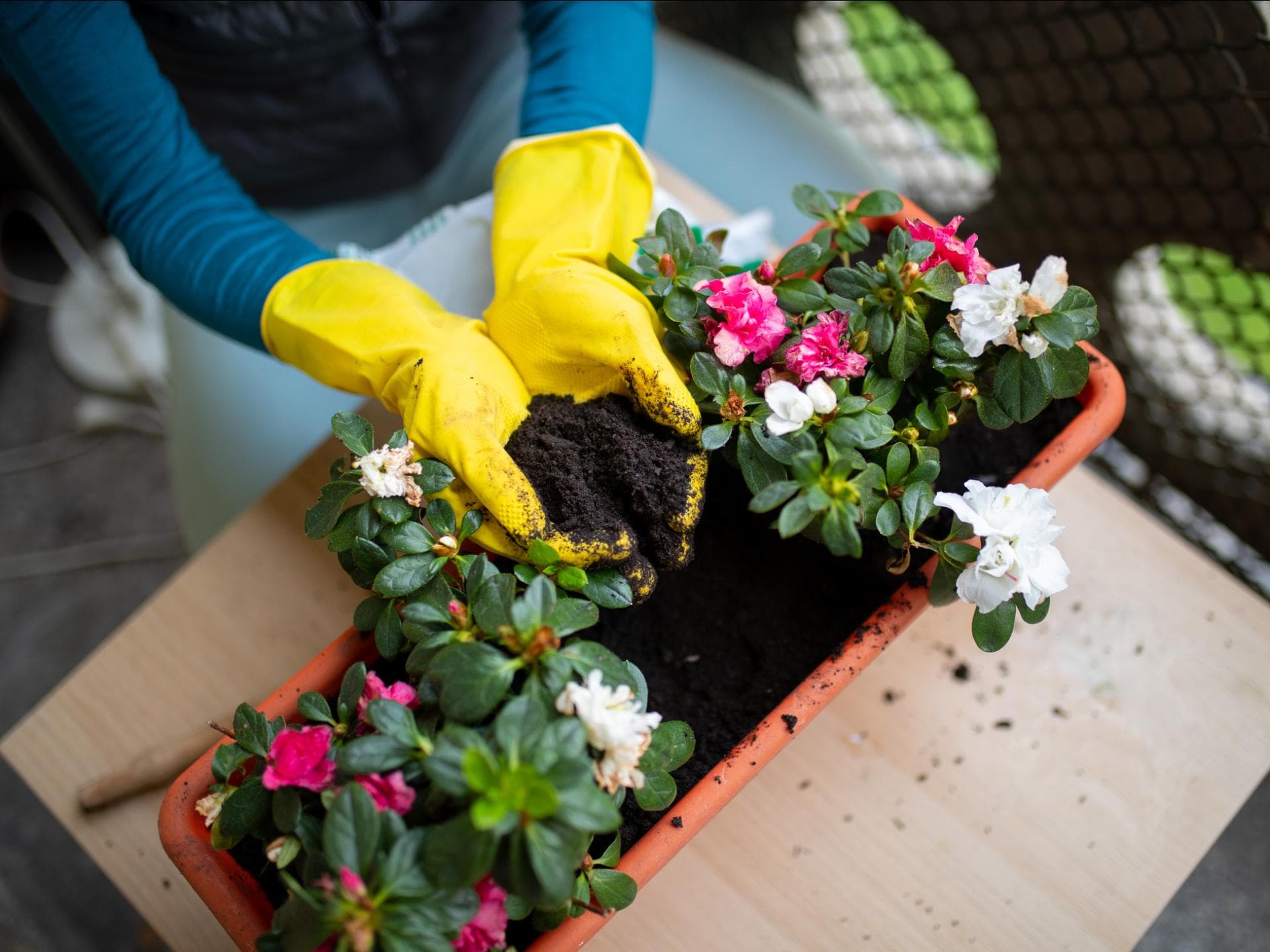 Frau pflanzt Blumen in einen Balkonkasten