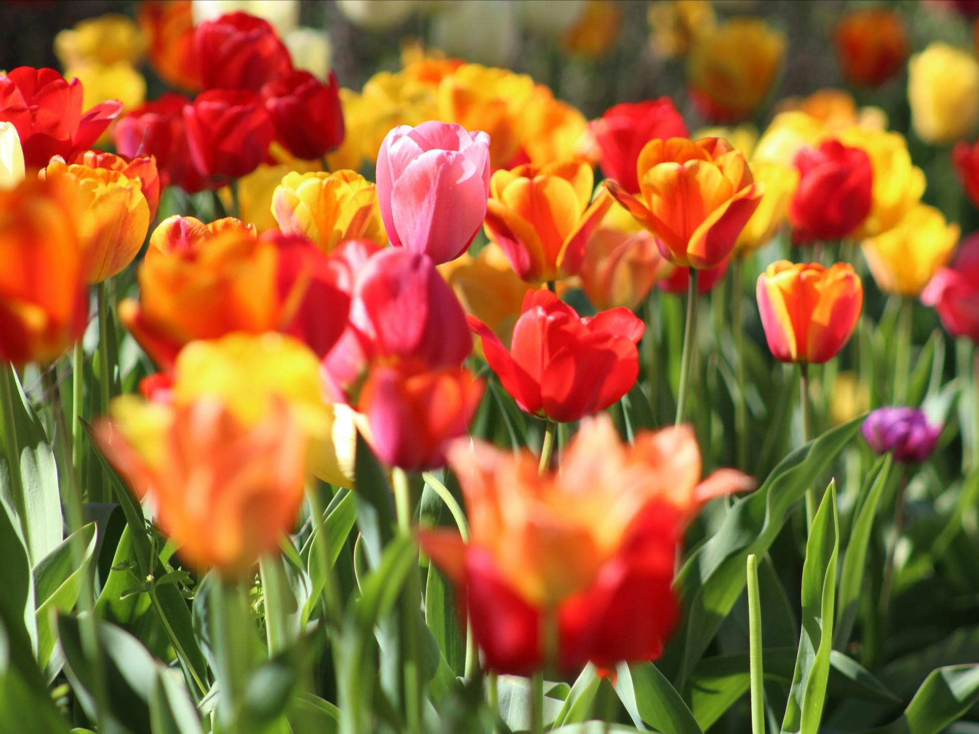 Tulpen