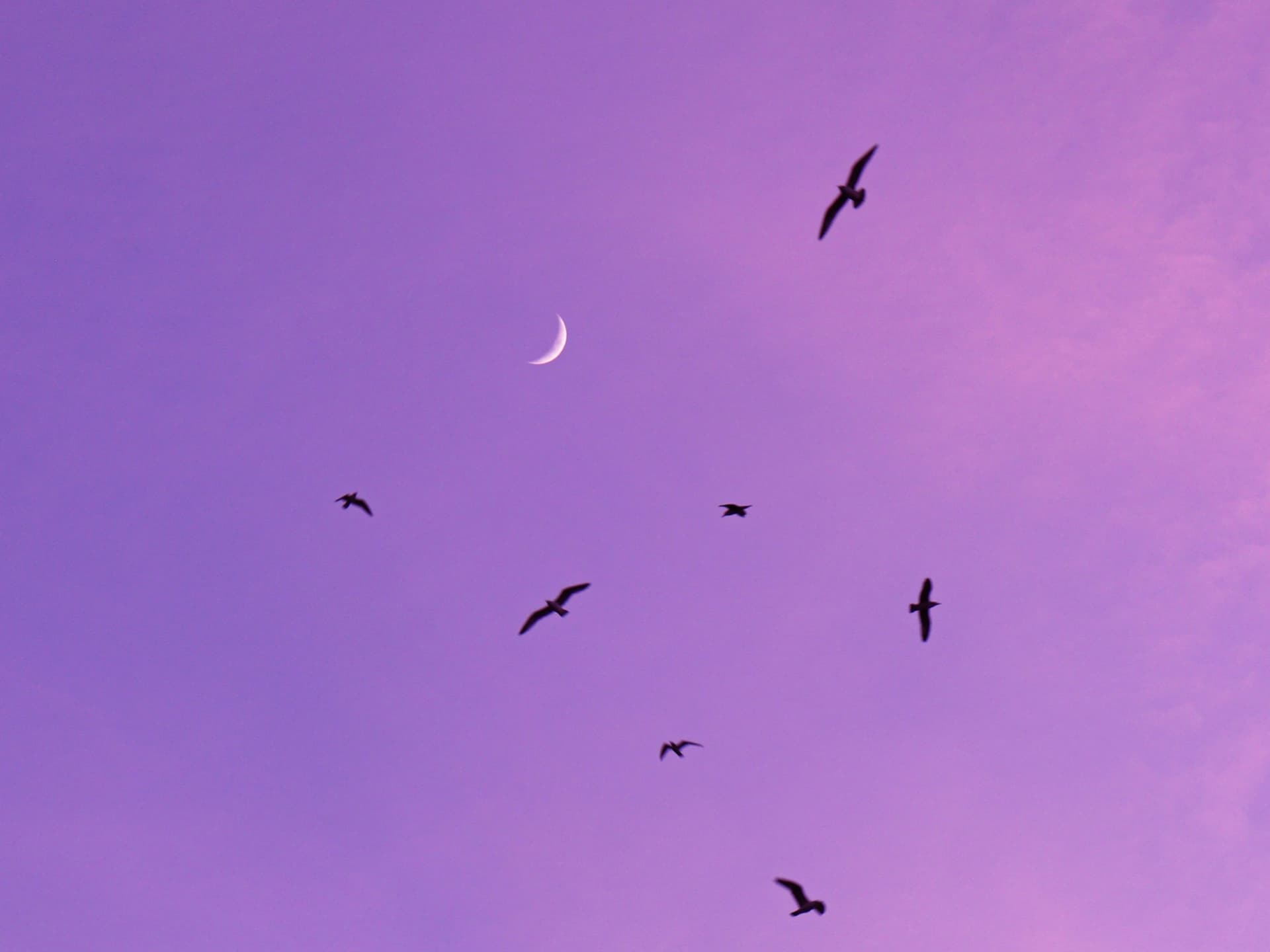 Sichelmond an lila Abendhimmel Sichelmond an lila Abendhimmel