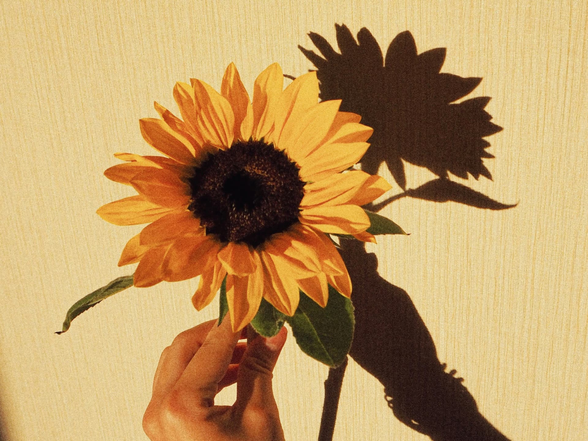 Sonnenblumen Nageldesign Sonnenblumen Nageldesign