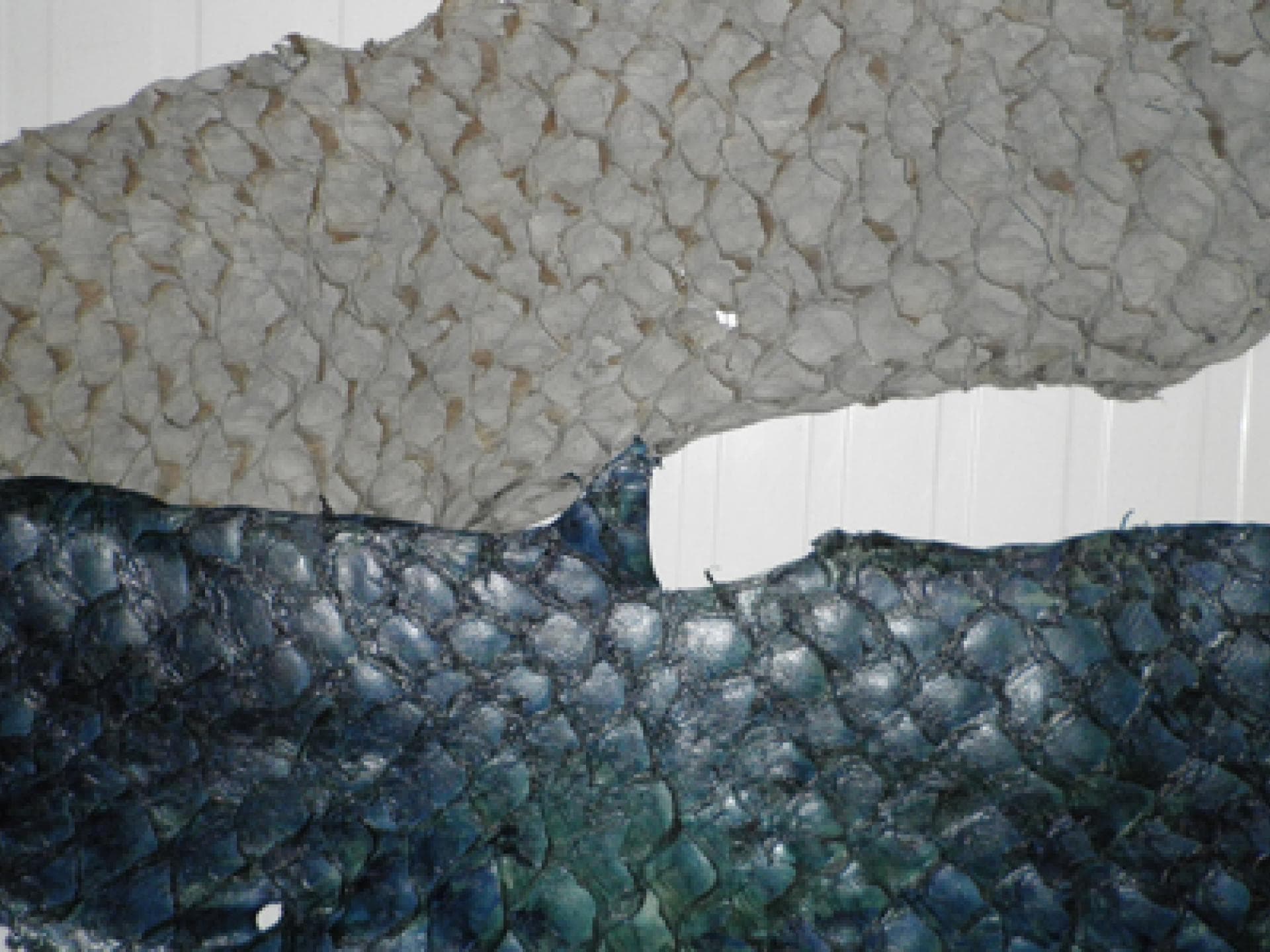 barramundi-leder-480x300-1915004.jpg