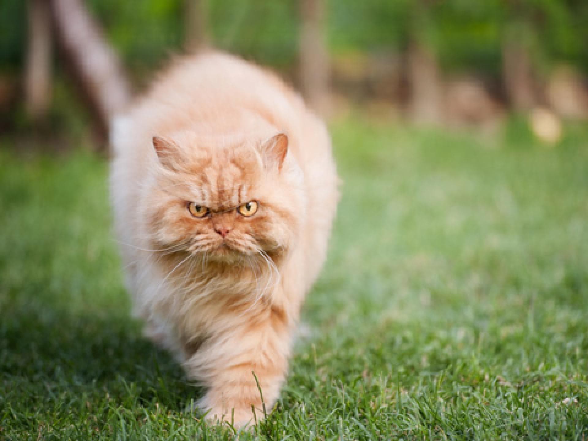garfi-1992455.jpg garfi-1992455.jpg