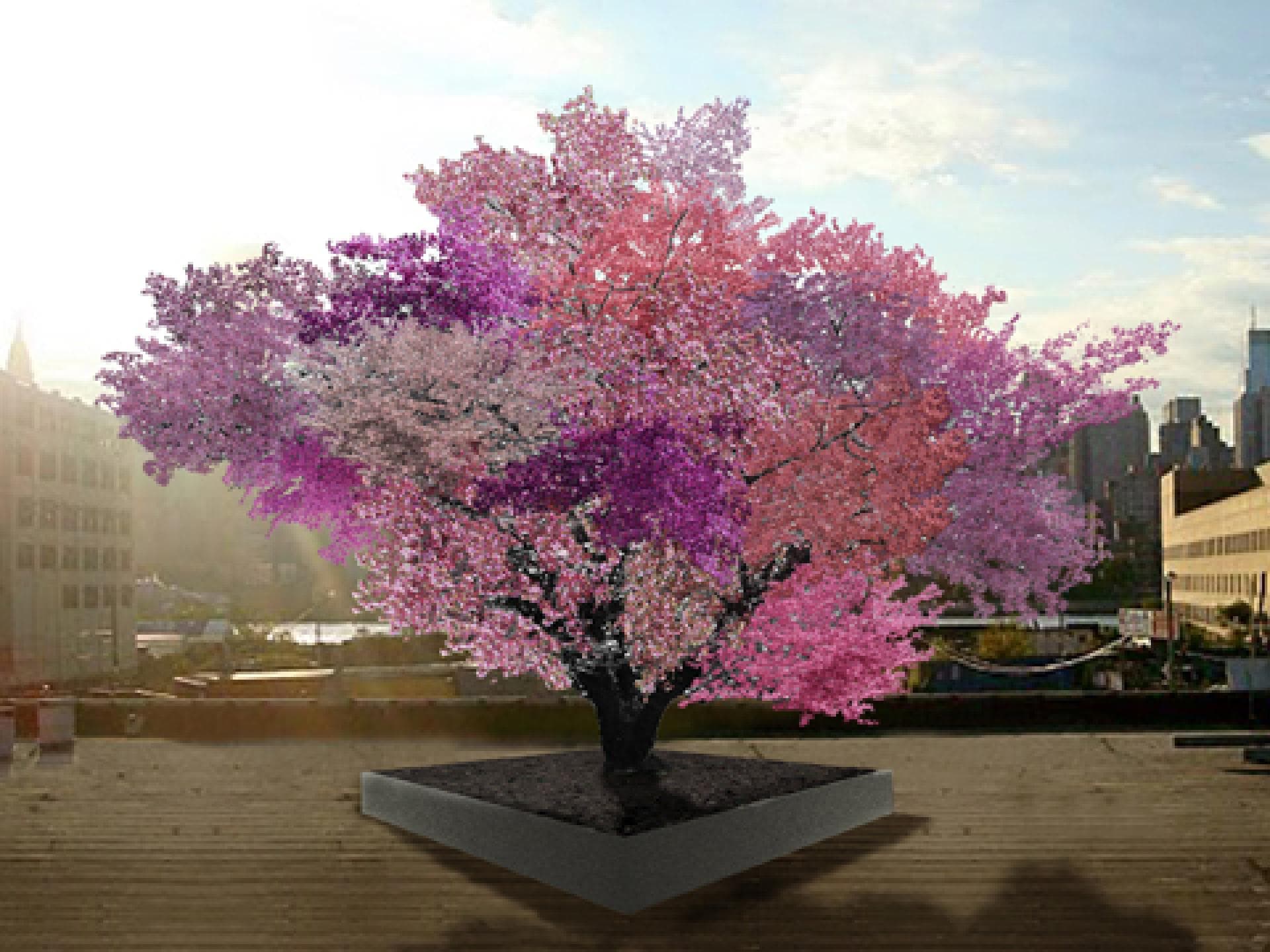 multi-frucht-baum-2079906.jpg multi-frucht-baum-2079906.jpg