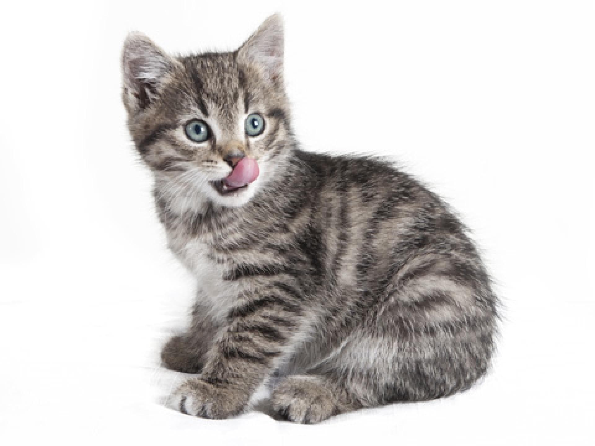 leckende-katze-1924509.jpg