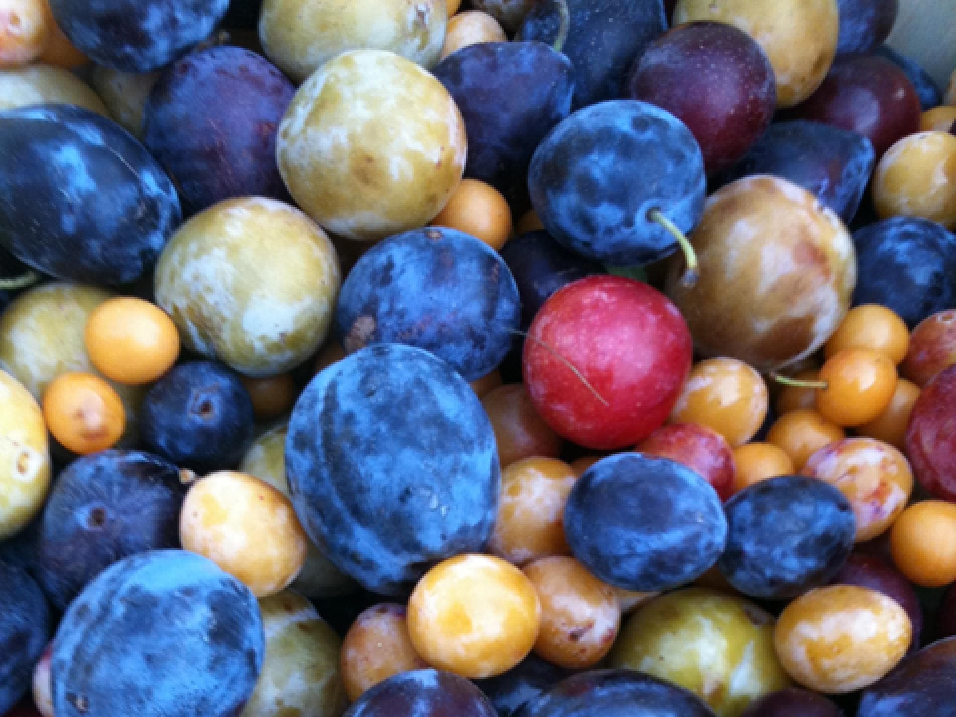 obst-2079906.jpg obst-2079906.jpg