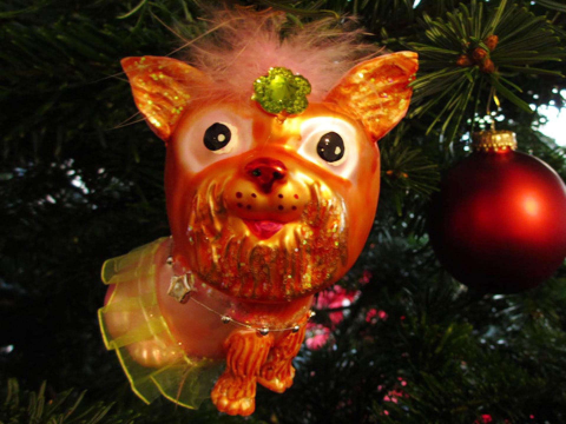 schlimme-geschenke-1353275.jpg schlimme-geschenke-1353275.jpg