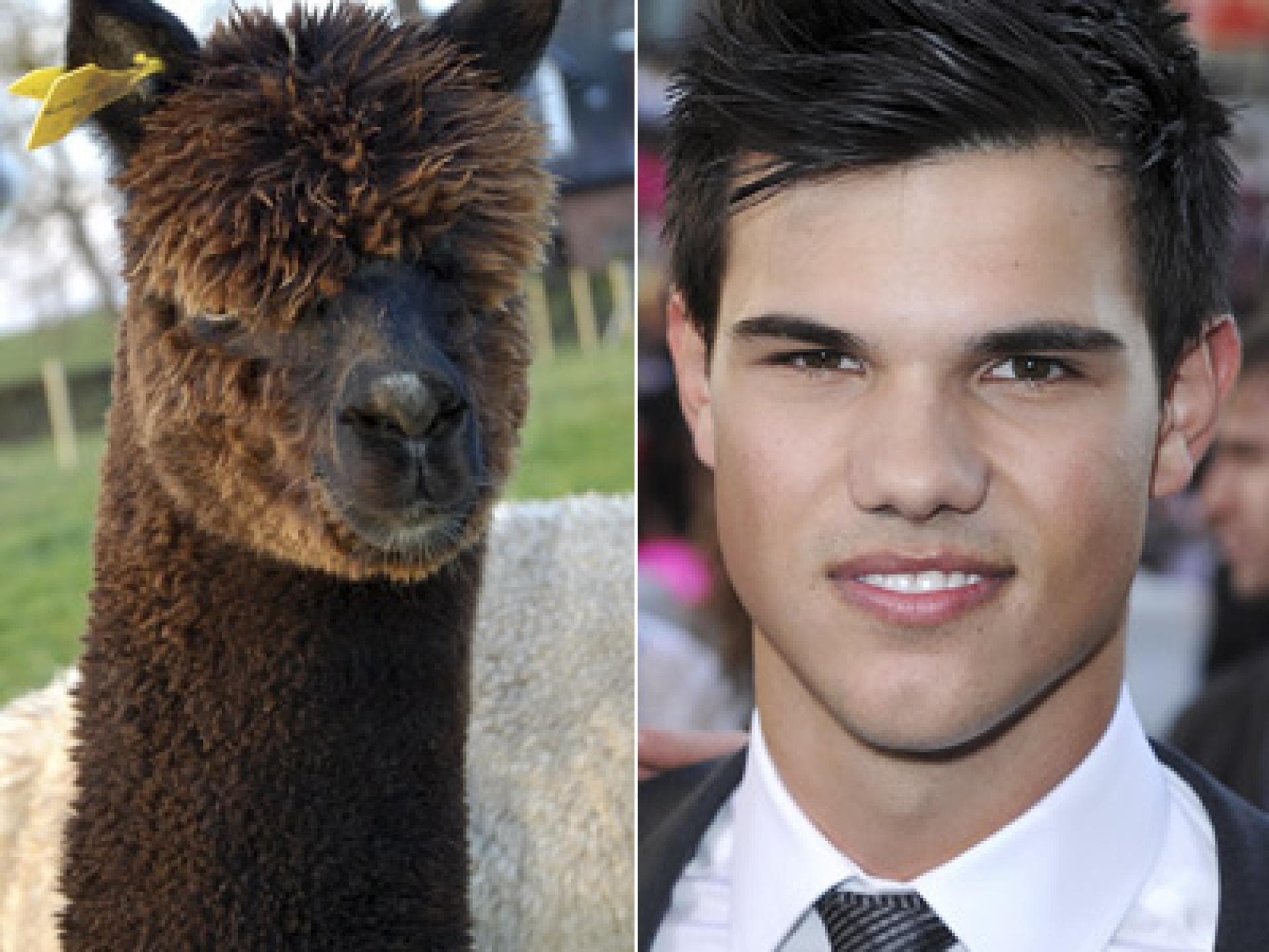 Taylor Lautner Doppelgänger, ein Alpaca? Taylor Lautner Doppelgänger, ein Alpaca?