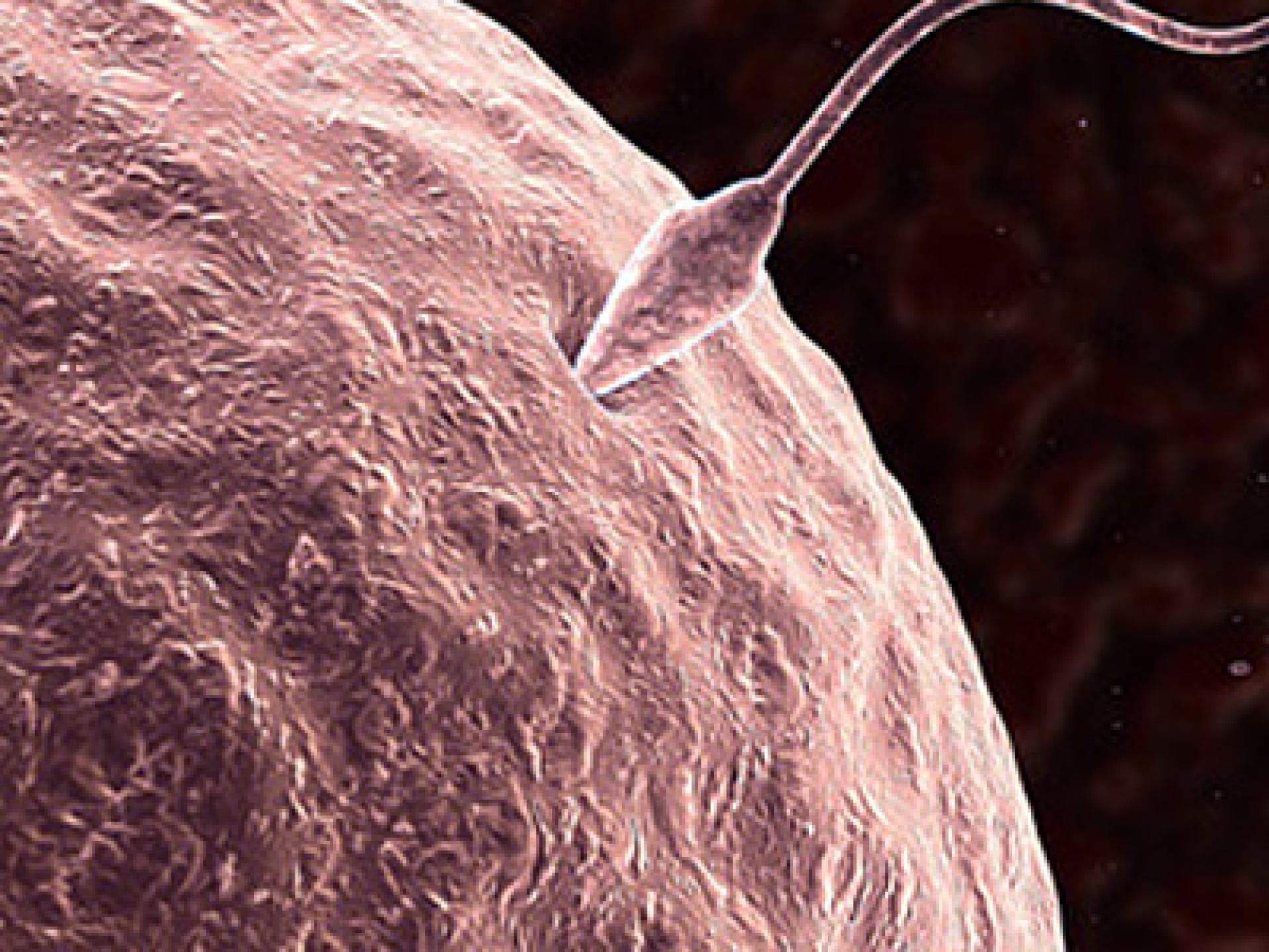 Babyentwicklung: 1. bis 4. SSW