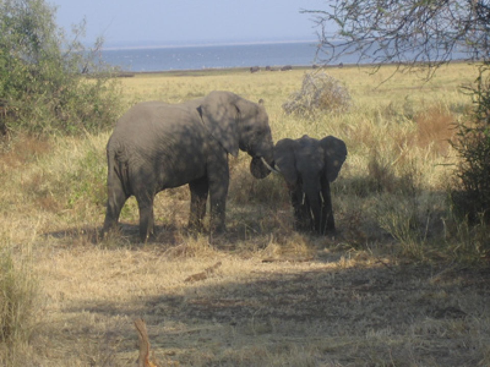 auf safari in tansania