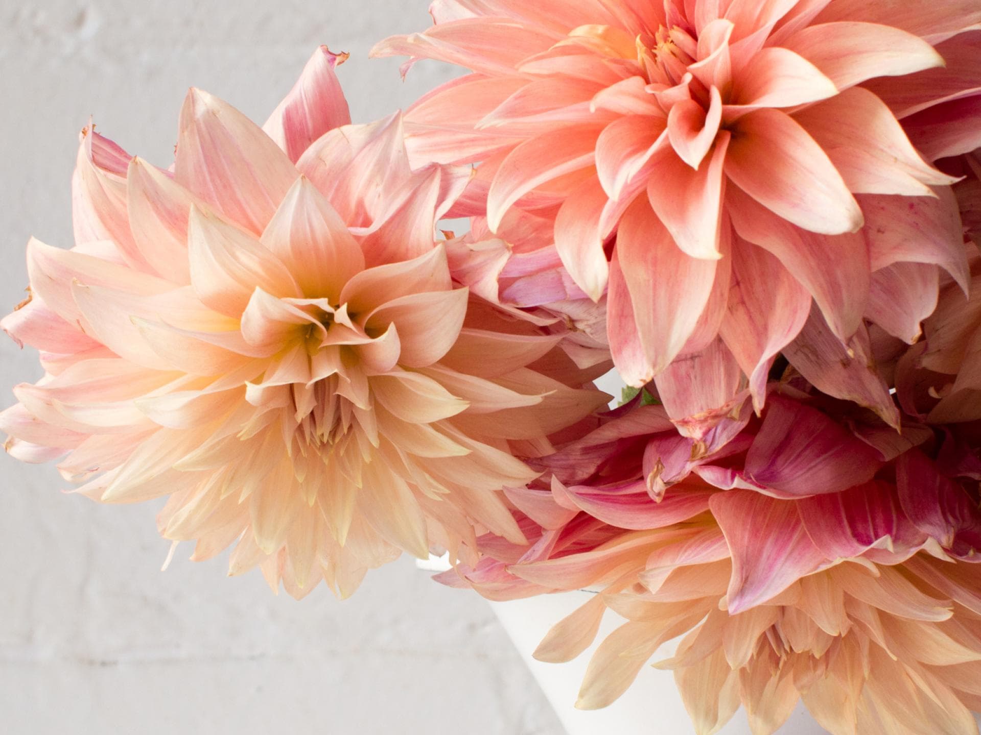 Wie halten Blumen länger? Wie halten Blumen länger?