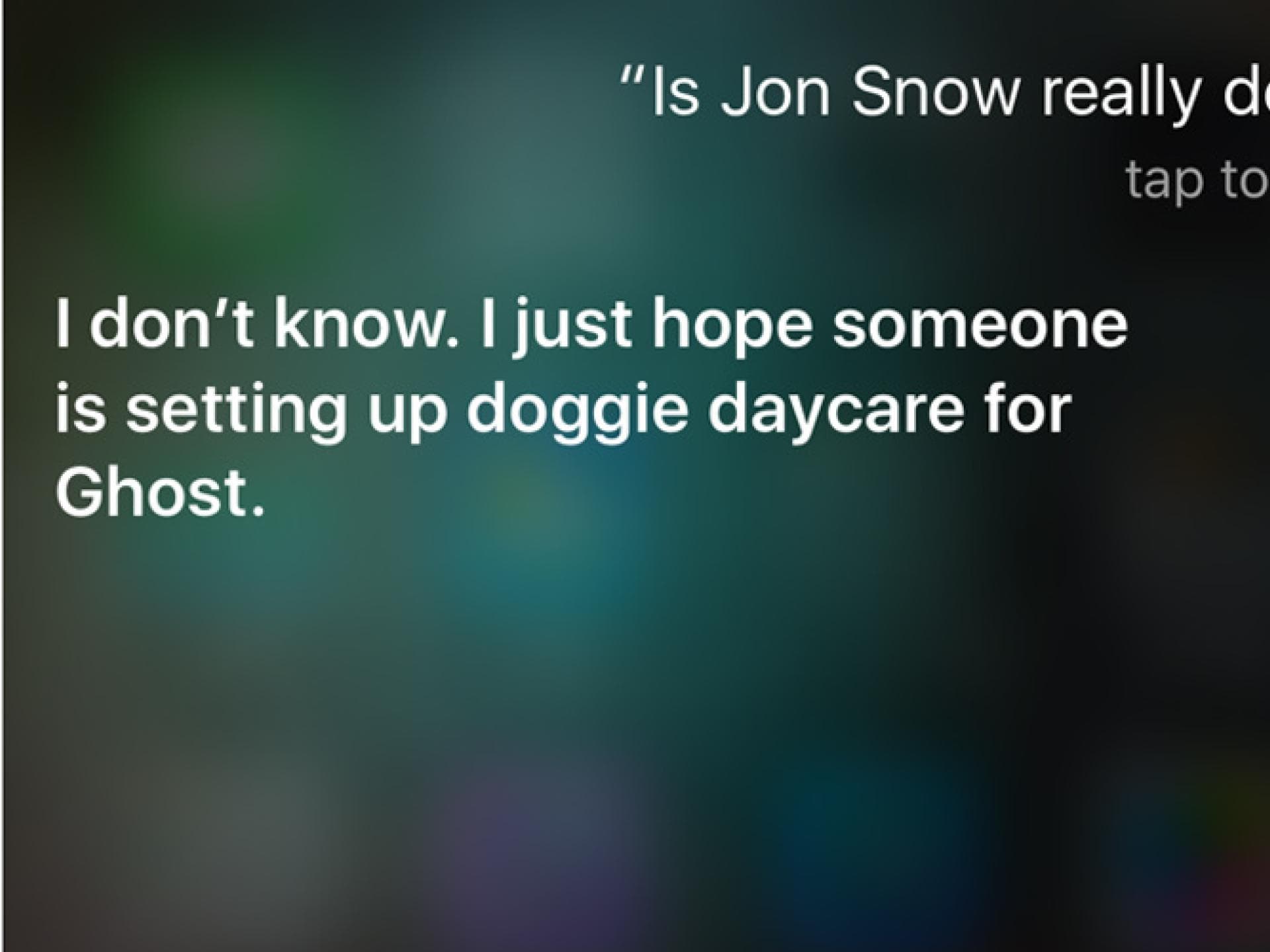 doggie-daycare doggie-daycare