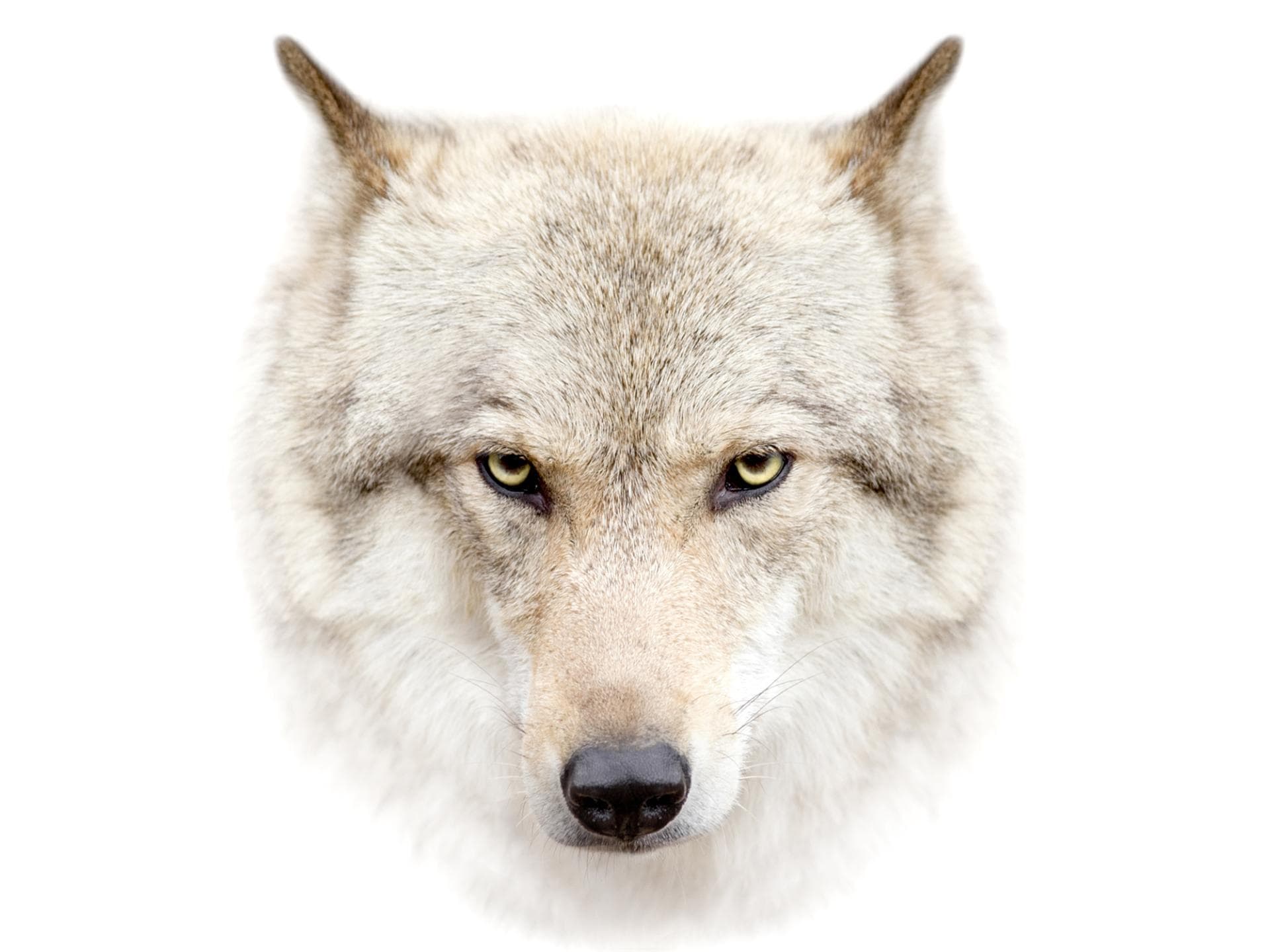direwolf