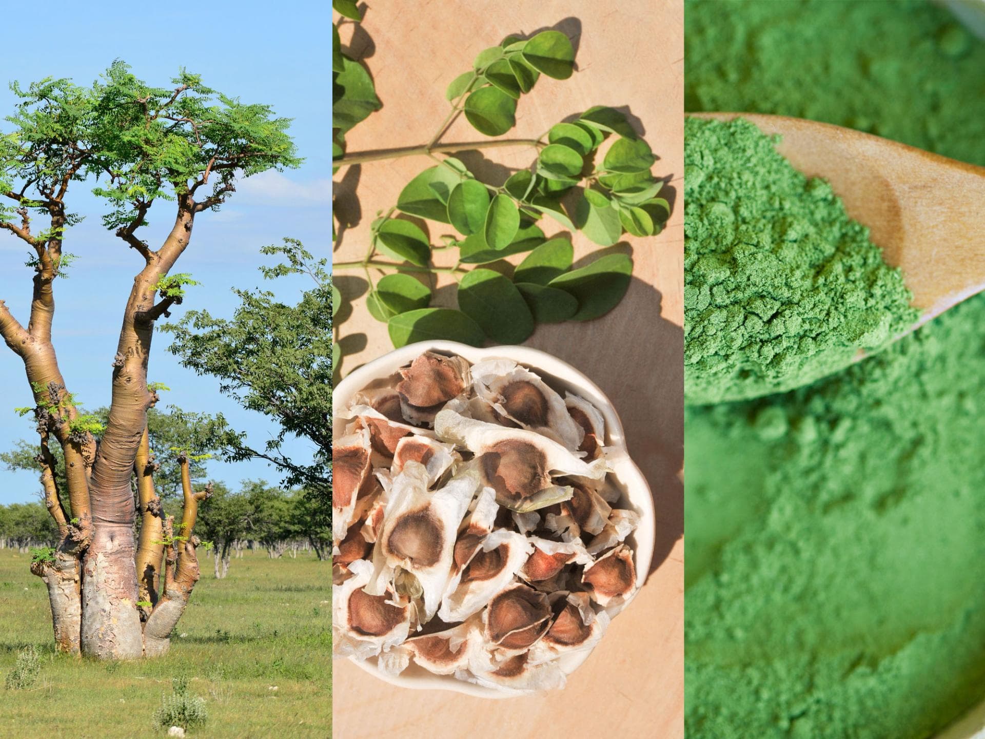 Moringa Foto Moringa Foto