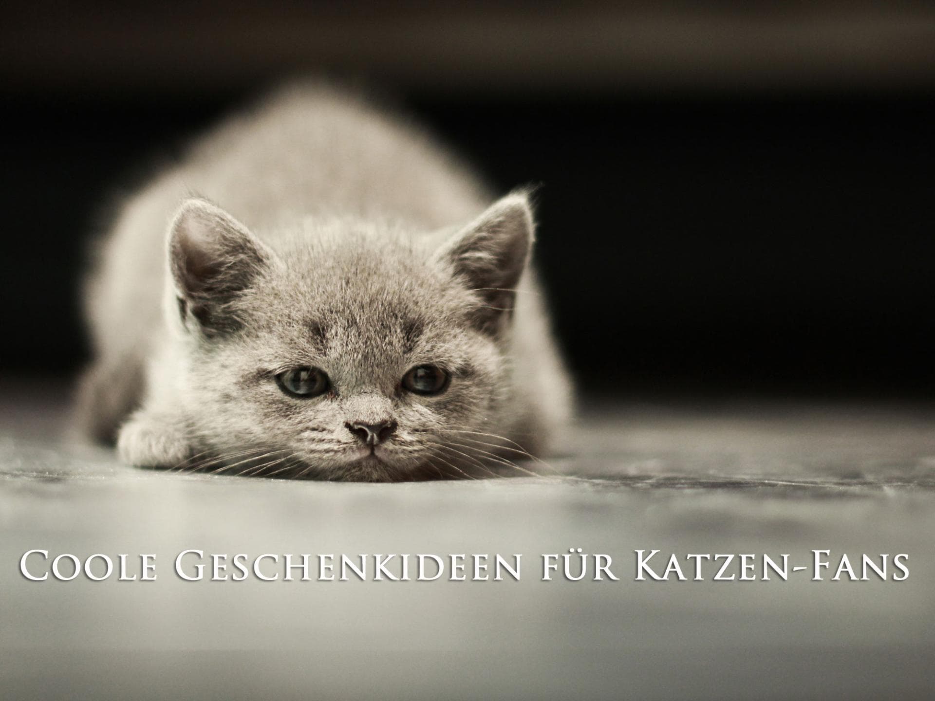 Geschenkideen-Katzenfans-Schrift Geschenkideen-Katzenfans-Schrift