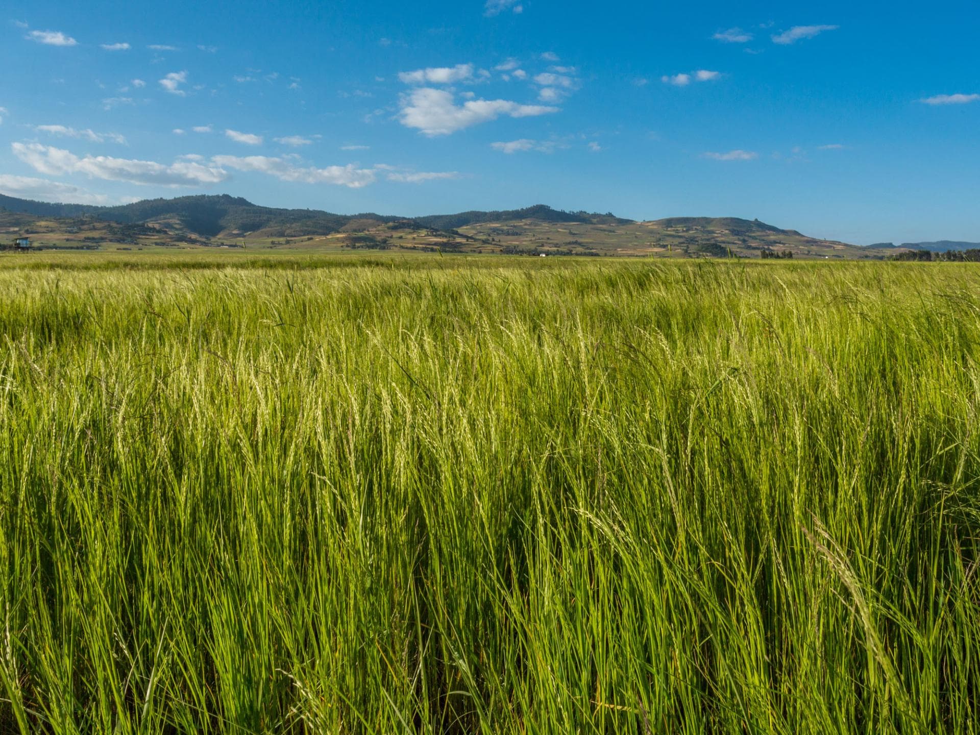 Teff-Landschaft Teff-Landschaft