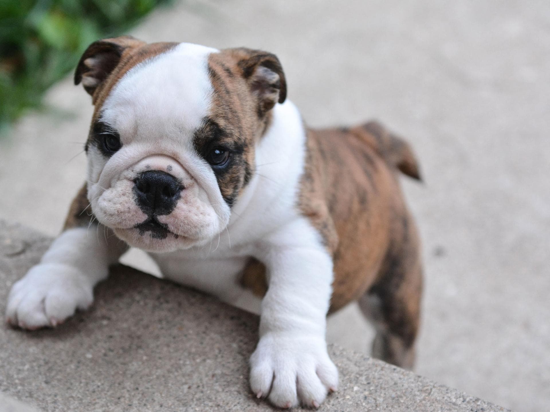 Bulldoggen-Welpe