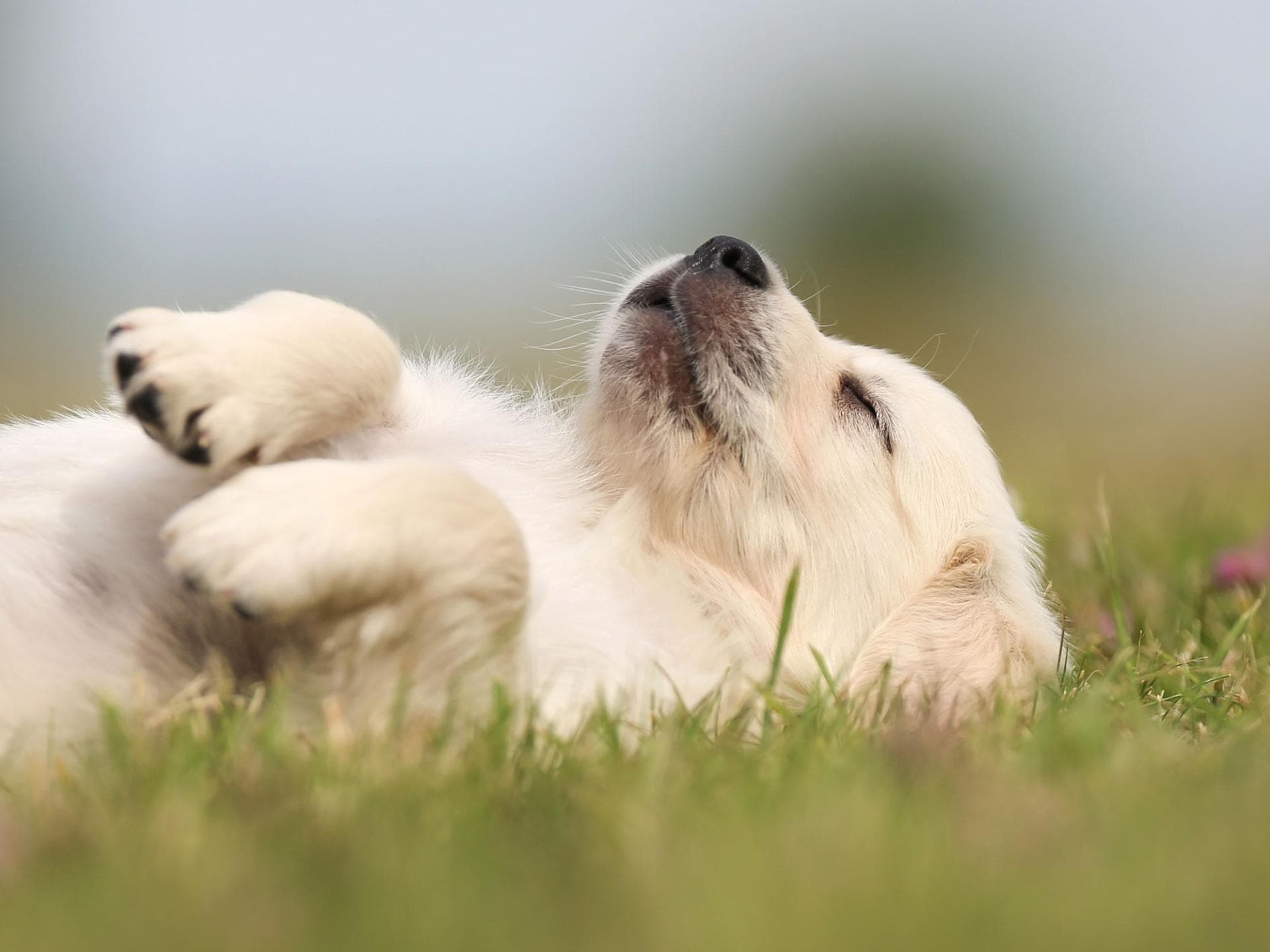 Golden-Retriever-Welpe