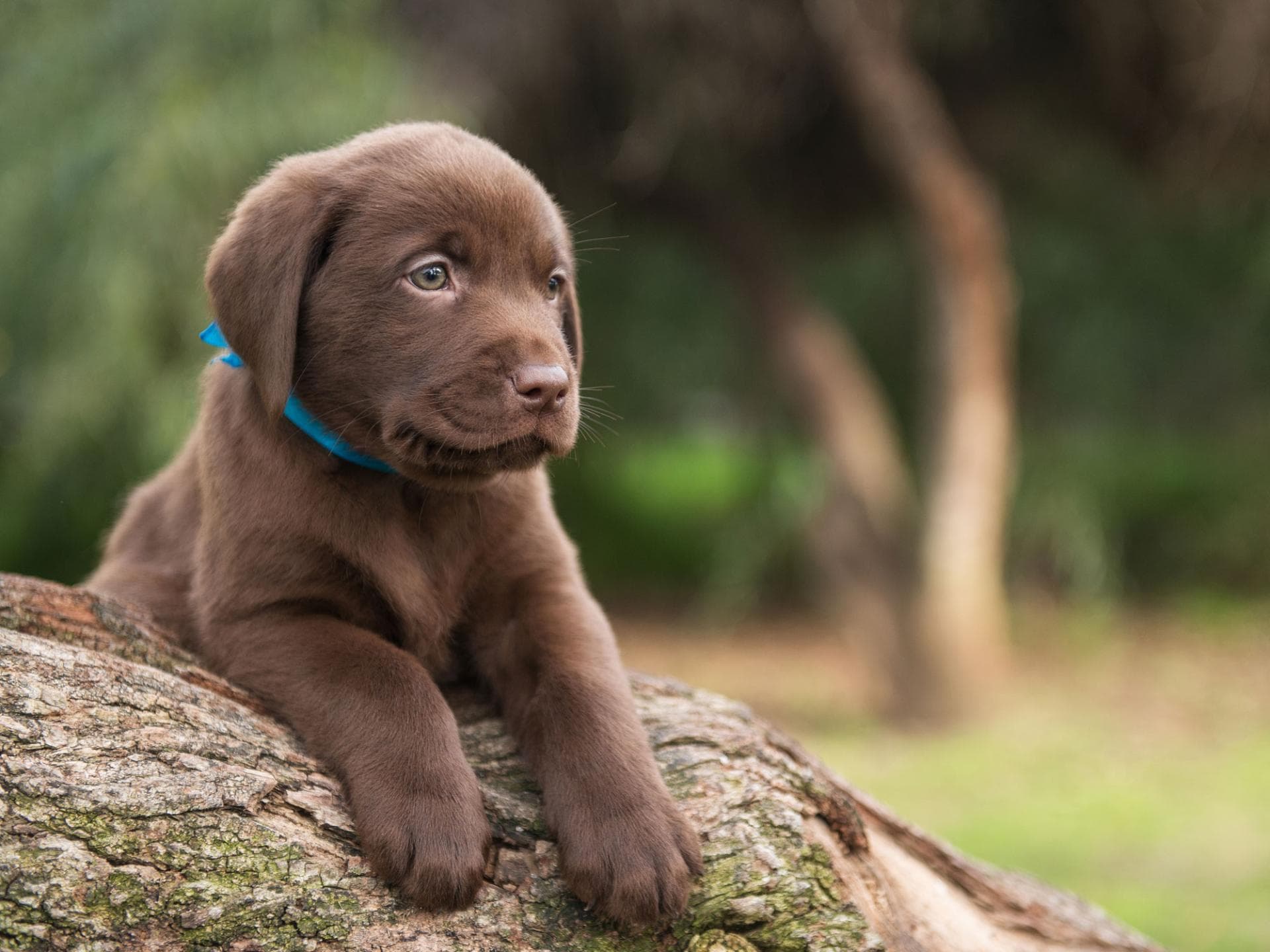 Labrador-Welpe