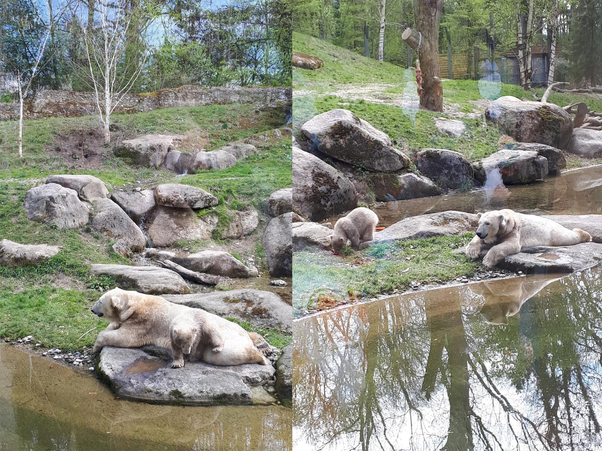 Eisbärenfotos