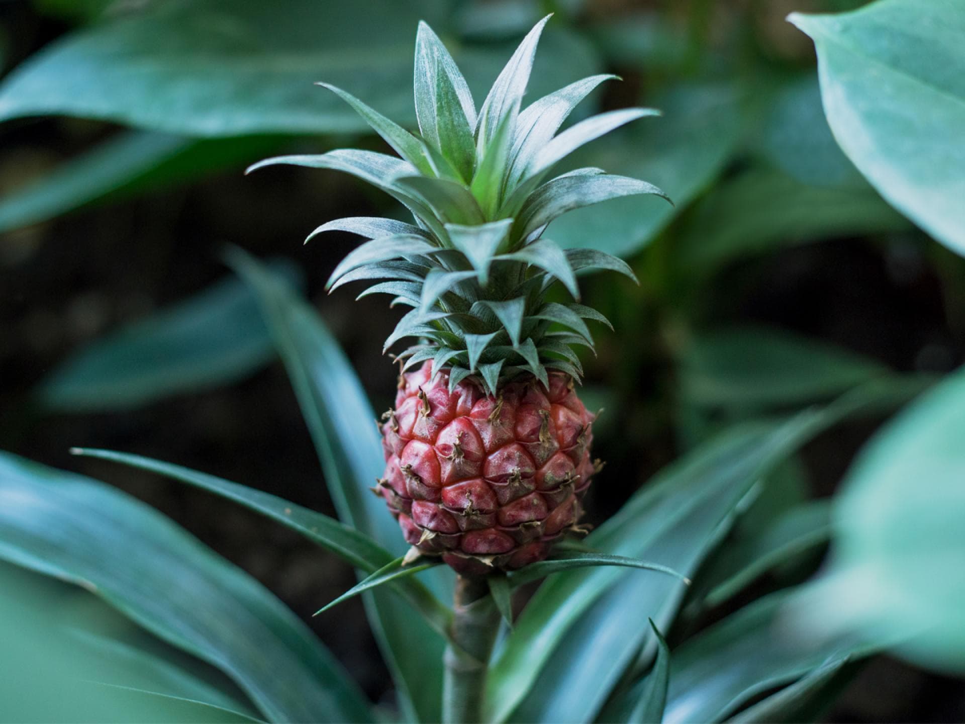 Pinke Ananas
