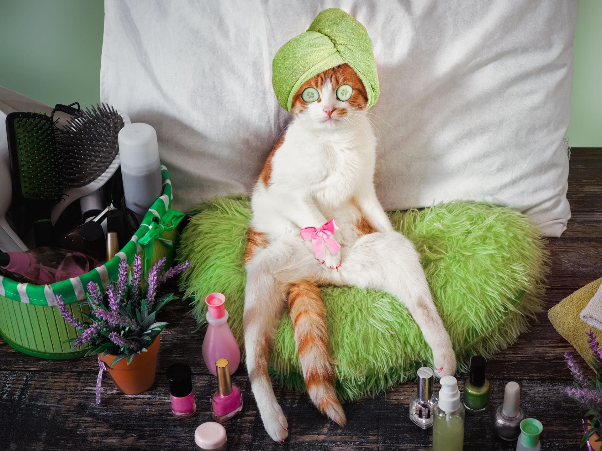 PET-iküre PET-iküre