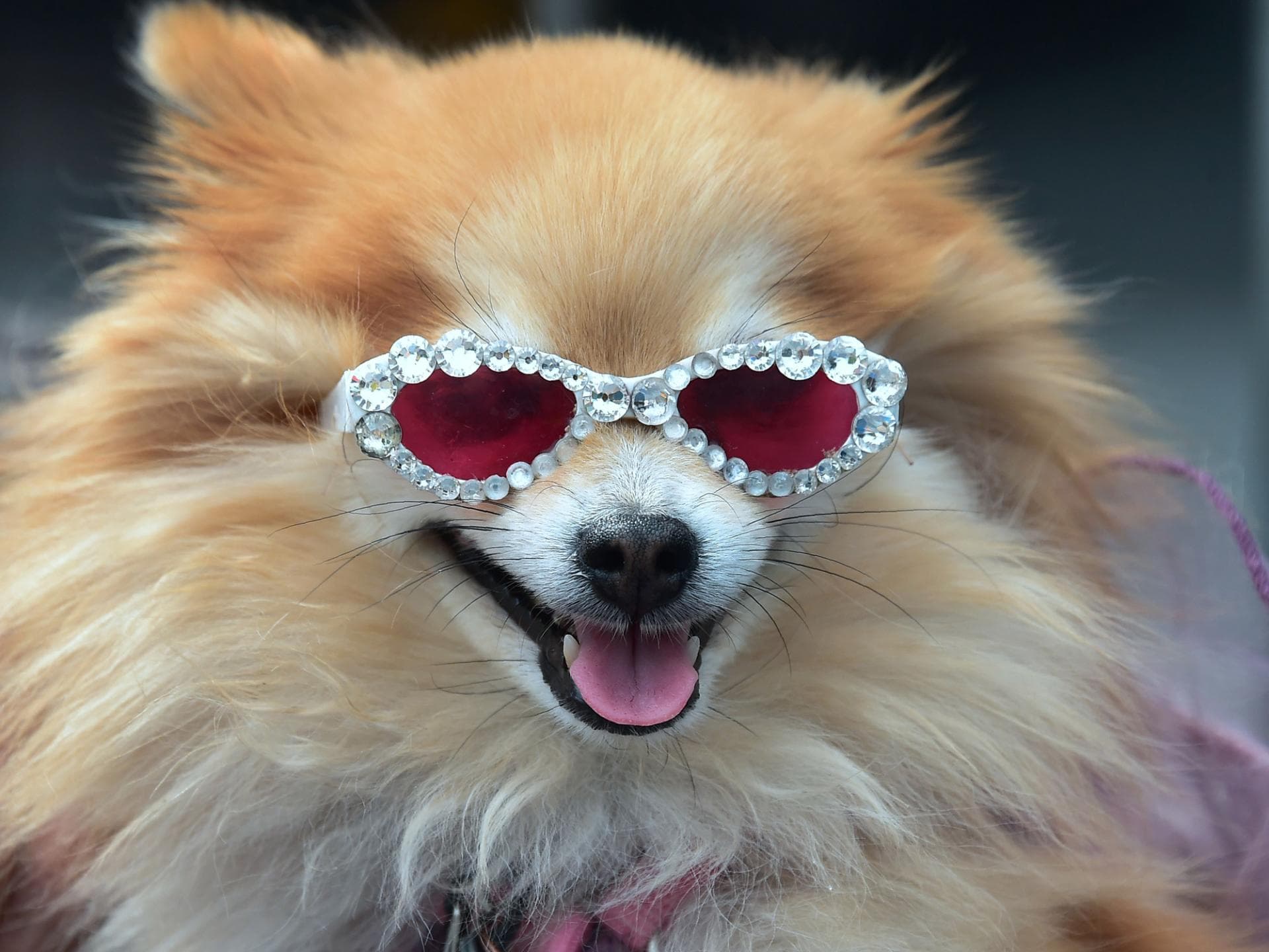 Pepper the Pomeranian