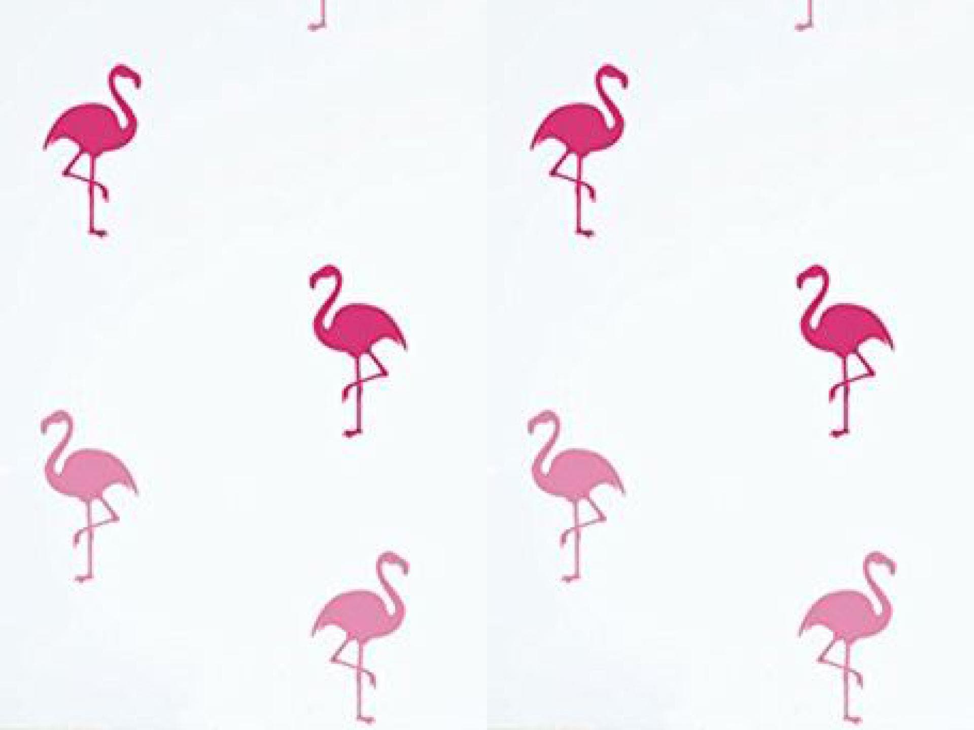 Flamingo Flamingo