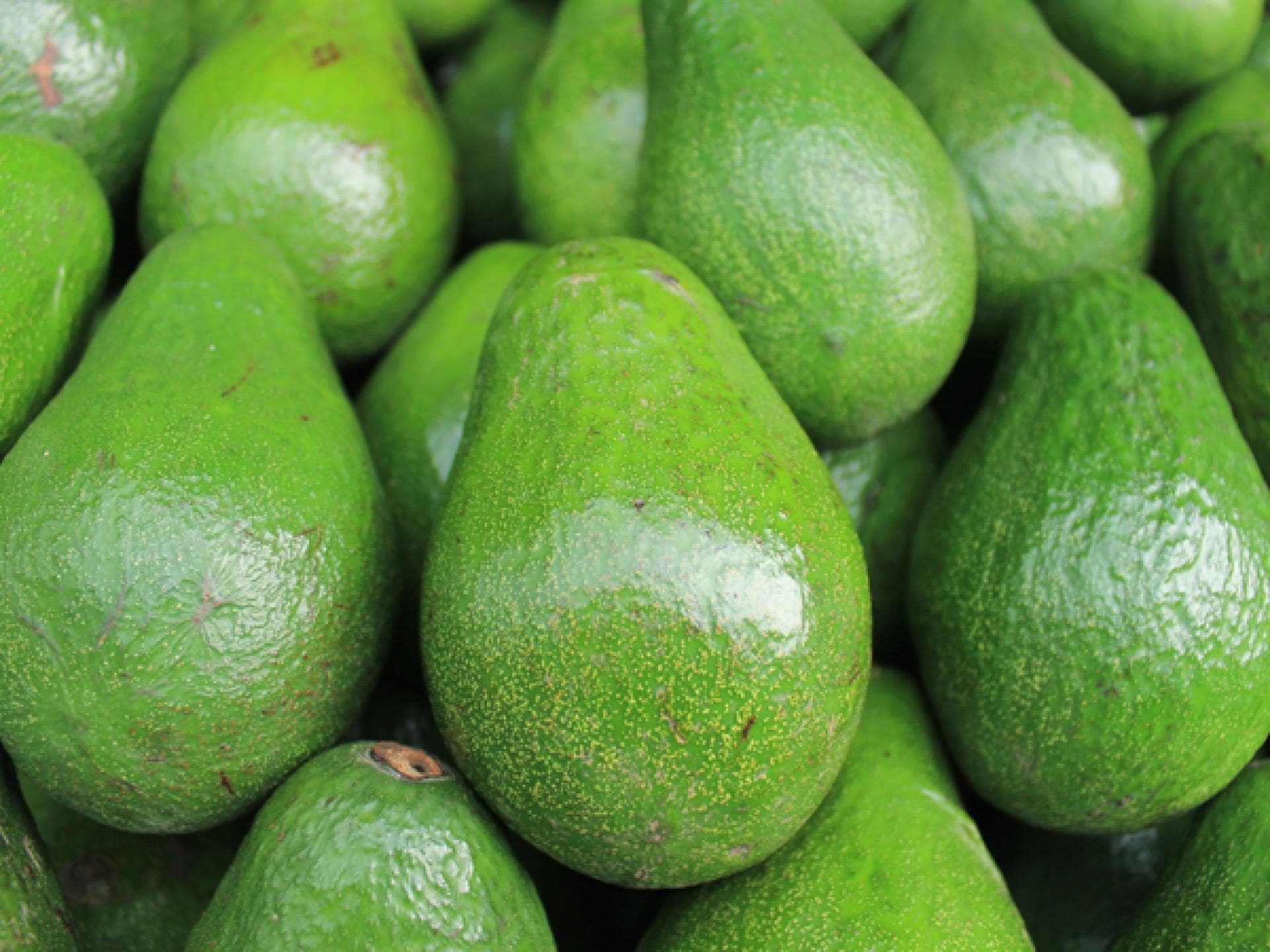 avocado avocado