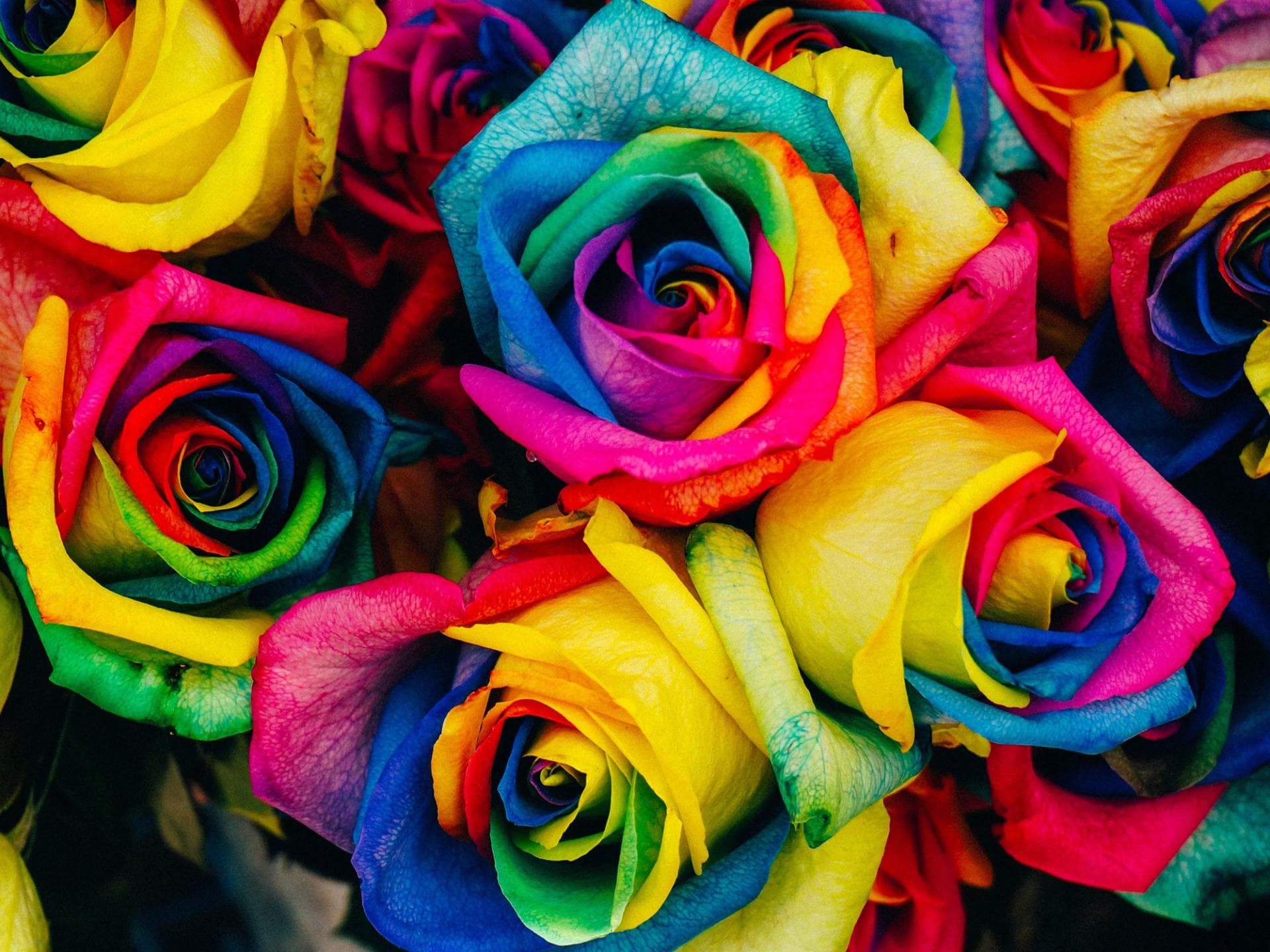 regenbogen-rose regenbogen-rose
