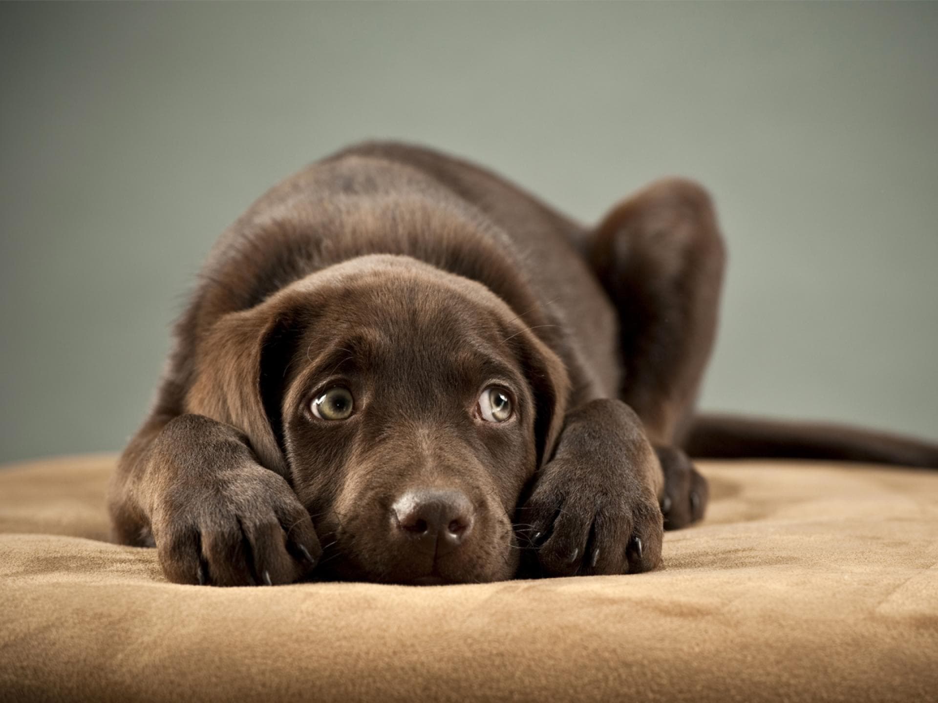 hunde lügen, um zu bekommen was sie wollen hunde lügen, um zu bekommen was sie wollen