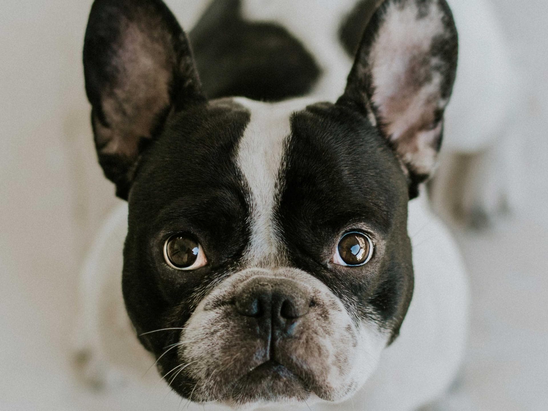 french-bulldog-cafe french-bulldog-cafe