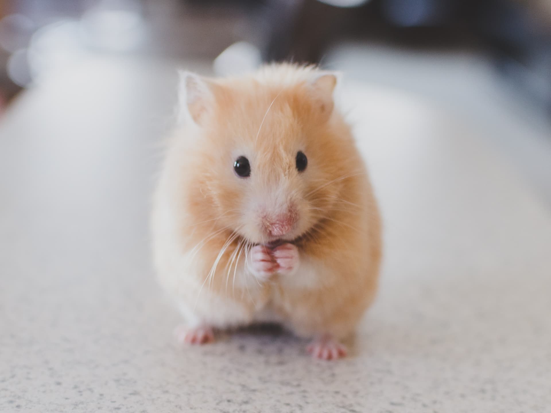 tierversuchtsfrei-dove-hamster tierversuchtsfrei-dove-hamster