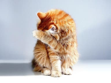 Diese Lebensmittel darf deine Katze auf keinen Fall fressen