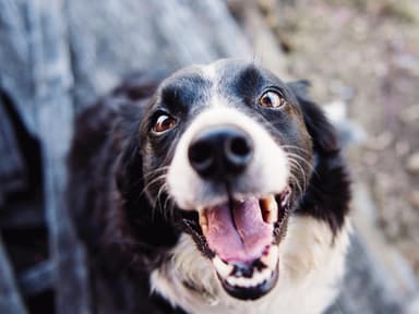 Hund beruhigen