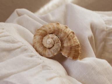 Muschel auf Decke