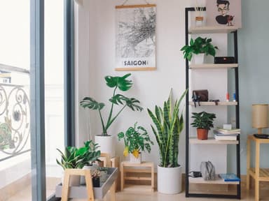 Pflanzen Wohnzimmer