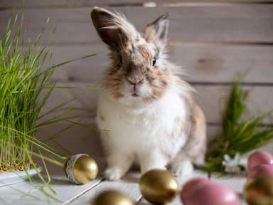 Osterhase