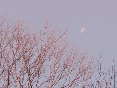 Mond am pastellfarbenen Himmel über einem kahlen Baum