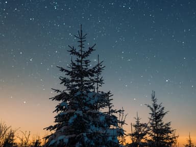 Sternzeichen Horoskop Tannenbaum vor Sternenhimmel
